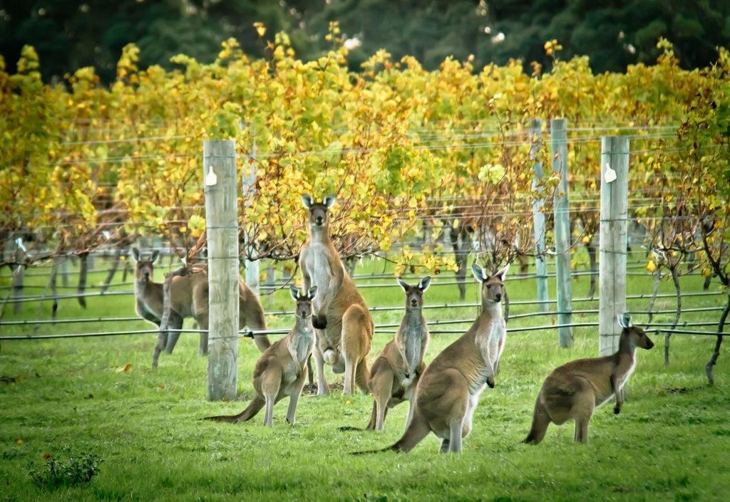 Chardonnay Studio Apartment Margaret River Luaran gambar